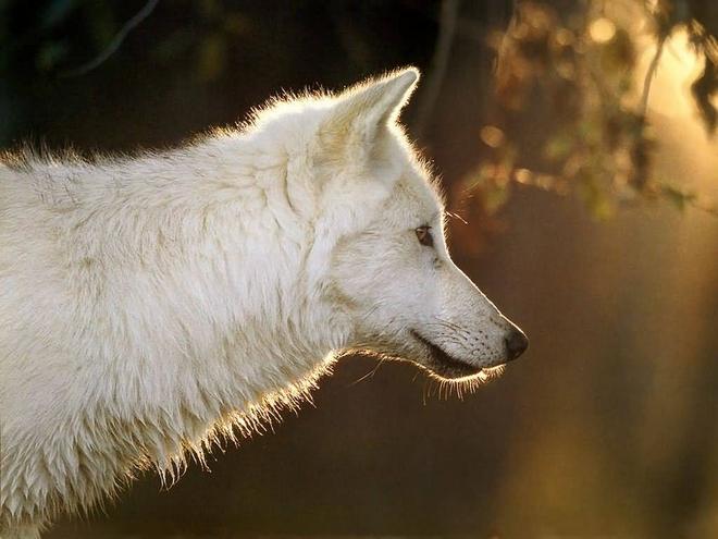 Волки (wolf)