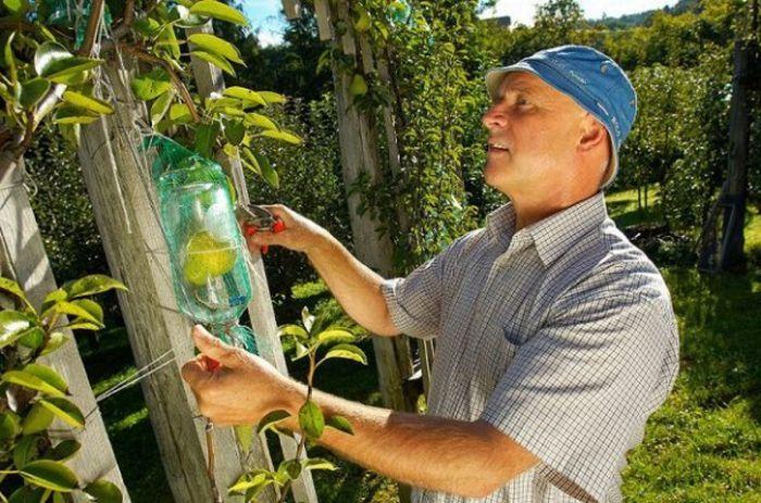 Как поместить грушу в бутылку Груша в бутылке с узким горлышком