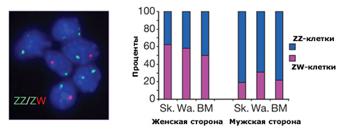 Слева показаны результаты анализа половых  хромосом кровяных клеток.  Справа – среднее соотношение клеток с наборами ZZ и ZW в разных органах  разных половин туловища необычных птиц (BM – грудные мышцы, Sk – кожа,  Wa – серёжка) (иллюстрация Nature).