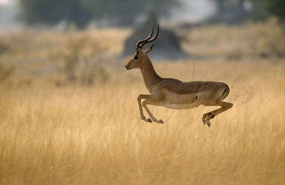 Африканская антилопа импала