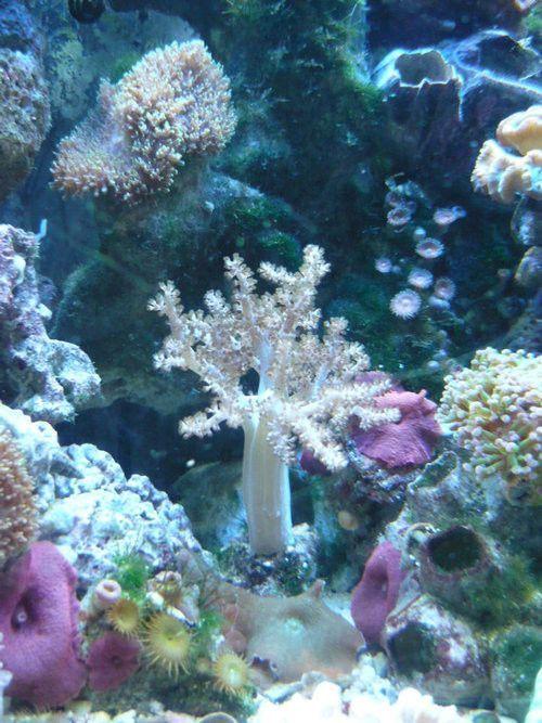Чарующий мир подводного царства