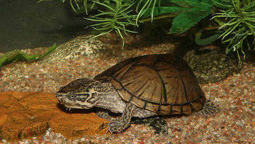 Мускусная черепаха, Sternotherus odoratus