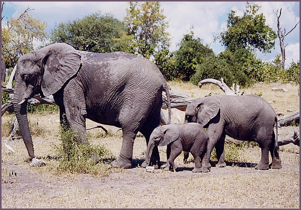 Семейство слонов. Ботсвана.