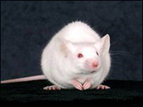 Генная инженерия поможет стать мышам бессмертными