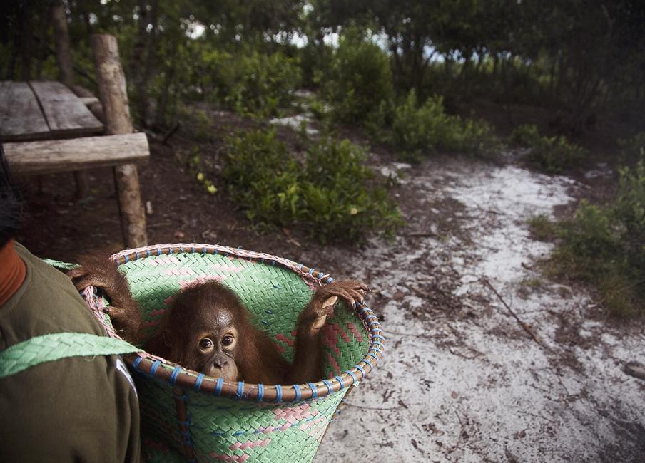 Детский сад для орангутанов