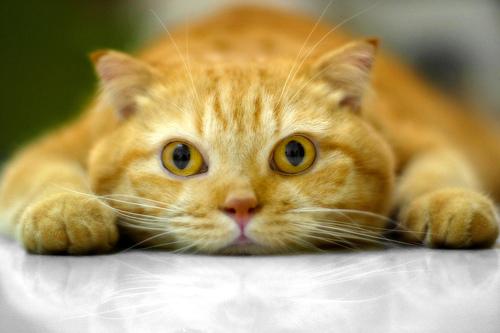 Короткошерстная шотландская вислоухая кошка