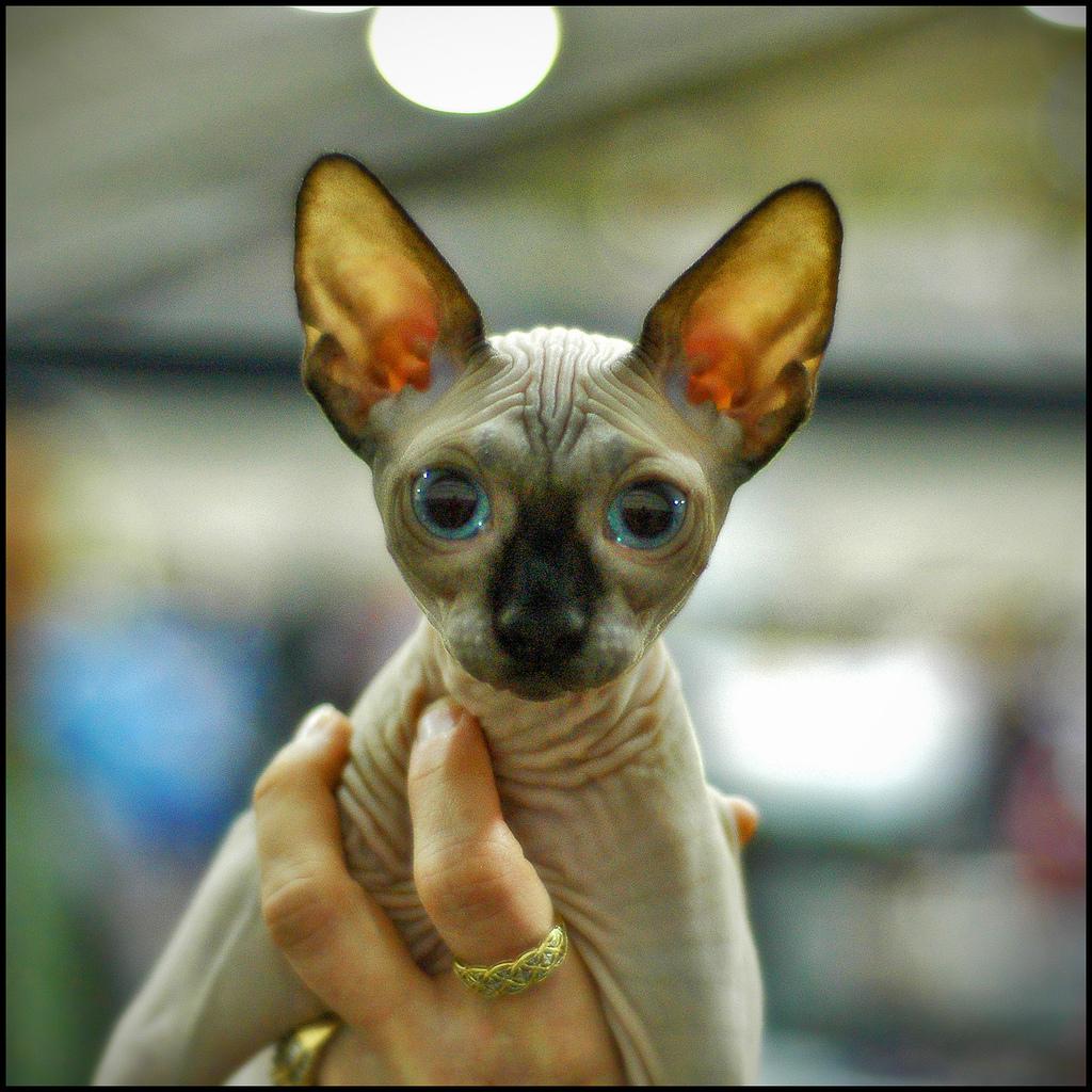 Сфинксы - порода лысых кошек