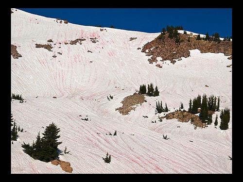 Чудо природы - арбузный снег (watermelon snow)