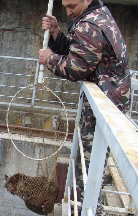 Спасение бобра, забравшегося в защитные сооружения Саратовской ГЭС