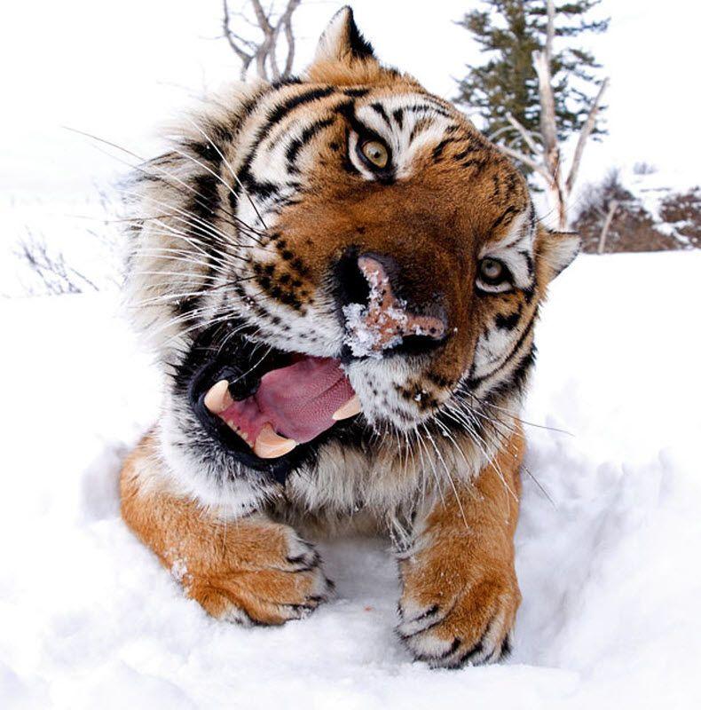 А на этой фотографии тигр решил «дыхнуть» ему в объектив.