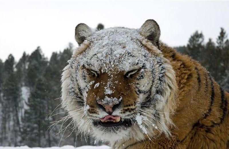 Сибирский тигр в снегу.