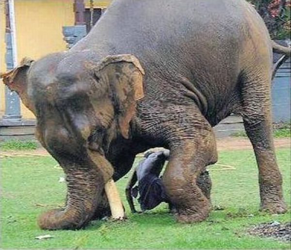 Человек чудом спасся от разъяренного слона