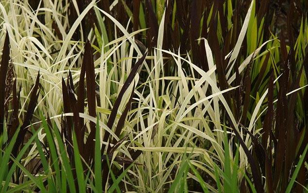 Японские укиё-э на рисовых плантациях