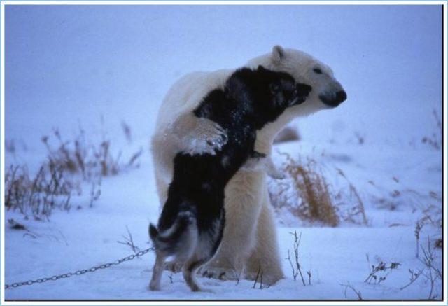 Белый медведь и собаки