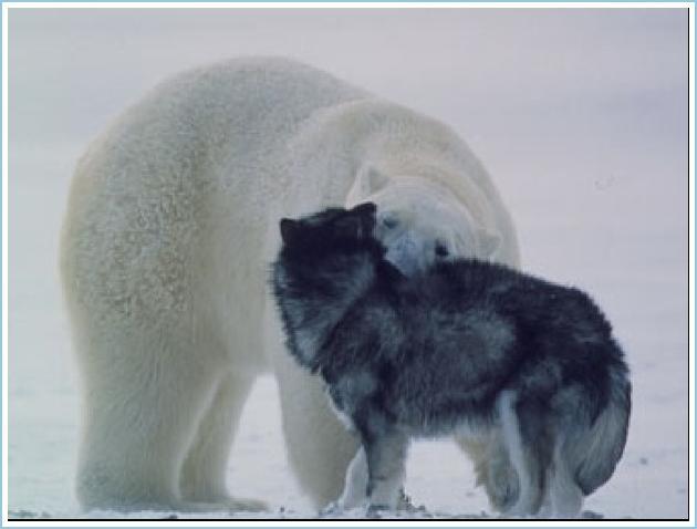 Белый медведь и собаки