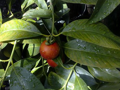 Мангостин (лат. Garcinia mangostana)