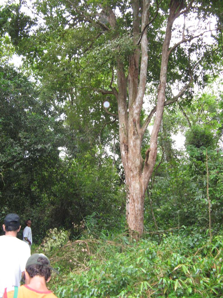 Джаботикаба (Myrciaria cauliflora) - вечнозелёное 
медленорастущее дерево