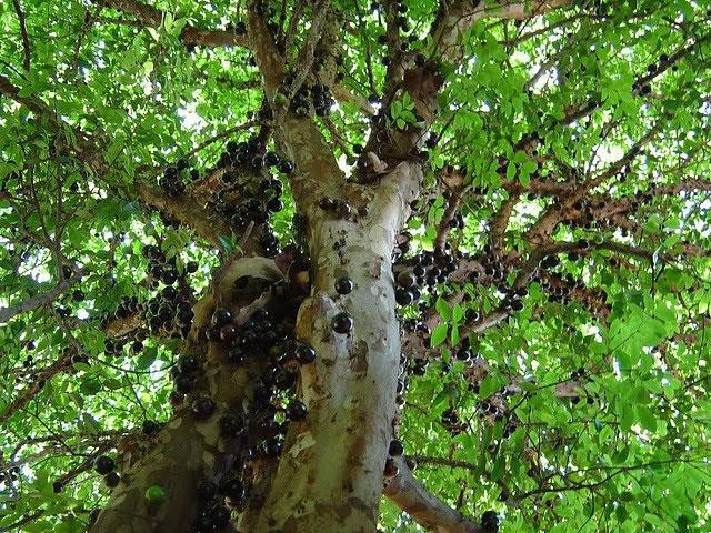 Джаботикаба (Myrciaria cauliflora) - вечнозелёное медленорастущее дерево