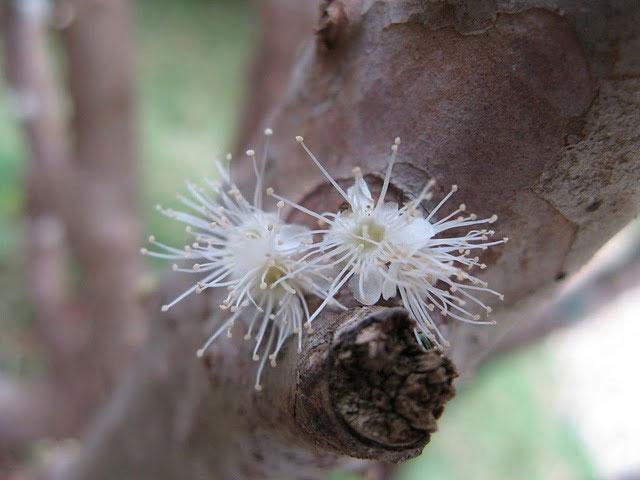 Джаботикаба (Myrciaria cauliflora) - вечнозелёное 
медленорастущее дерево