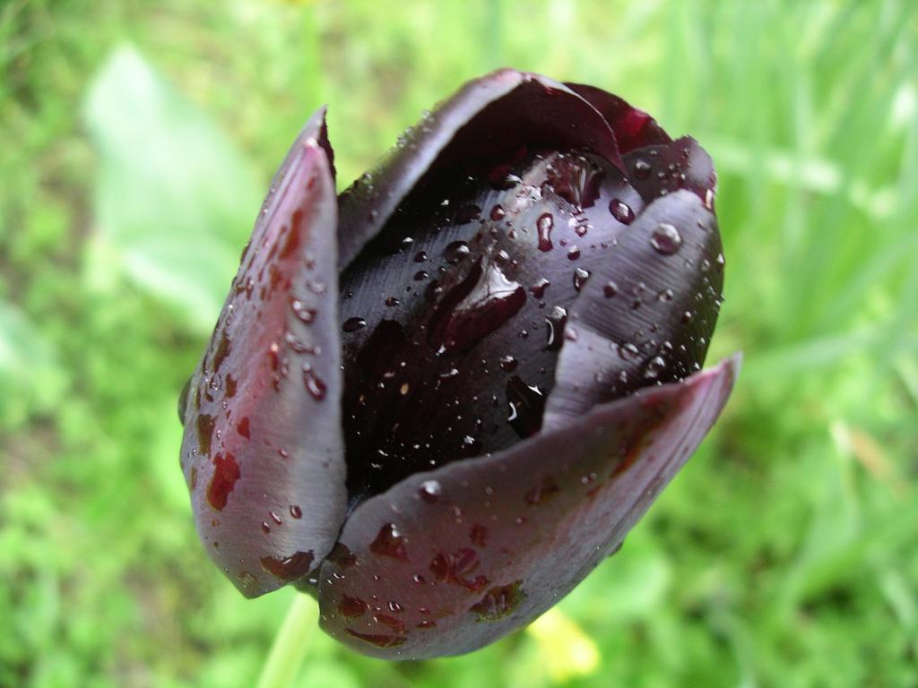 Черный тюльпан видео. Горный черный тюльпан. Черный тюльпан сорт. Черная тюль. Черный тюльпан цветок.