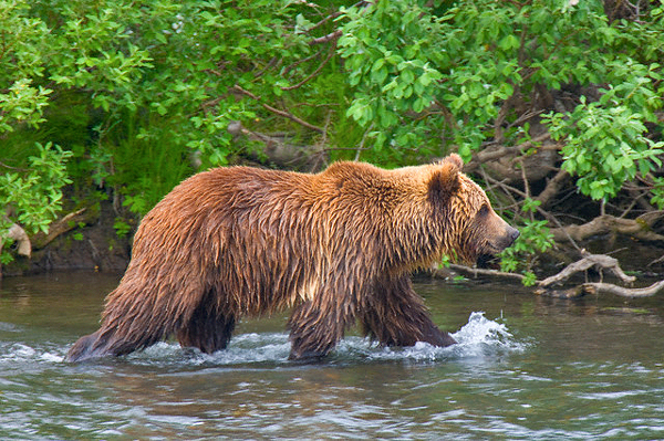 Оголодавшие медведи нередко совершают набеги на городские помойки.  (Фото Jenny E. Ross / Corbis.) 