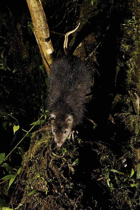 В Индонезии обнаружили  ряд неизвестных науке животных