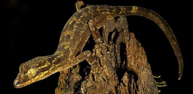 В Индонезии обнаружили  ряд неизвестных науке животныхВ 
Индонезии обнаружили  ряд неизвестных науке животных