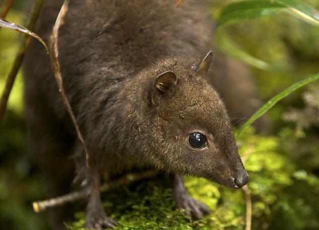 В Индонезии обнаружили  ряд неизвестных науке животныхВ Индонезии обнаружили  ряд неизвестных науке животных