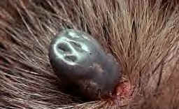 Пироплазмоз -  кровопаразитарное заболевание собак