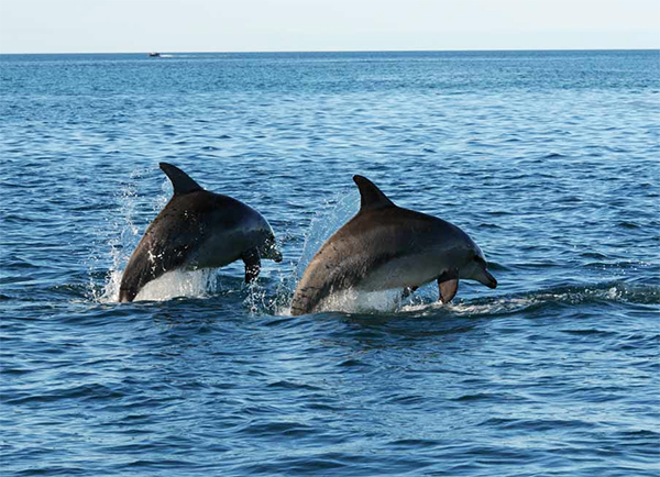 Самцы  бутылконосых дельфинов в заливе Шарк (иллюстрация Dolphin Alliance  Project).
