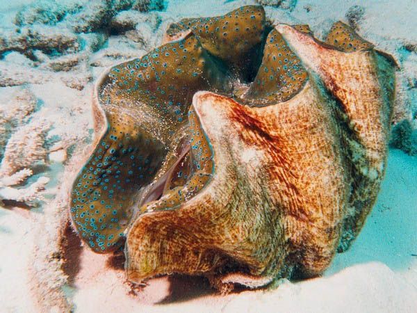 Гигантский моллюск Giant clam (Tridacninae, Tridacna.) 