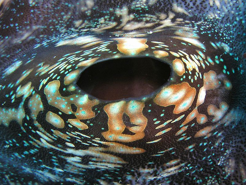 Гигантский моллюск Giant clam (Tridacninae, Tridacna.) 