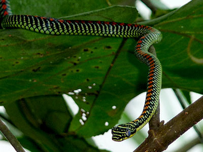 Ее называют змея райского дерева, латинское прозвище – Chrysopelea paradisi. 