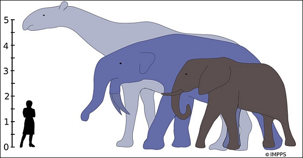 Вымершие индрикотерий и дейнотерий в сравнении с современным африканским слоном и человеком (иллюстрация авторов исследования).