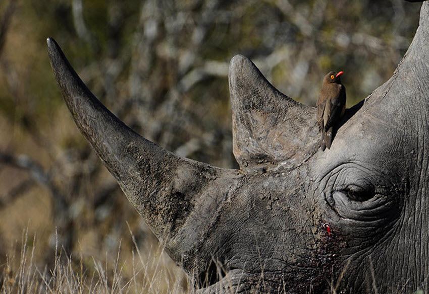 Кровавая война Африки с браконьерством