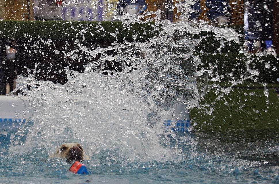 Водные конкурсы для собак
