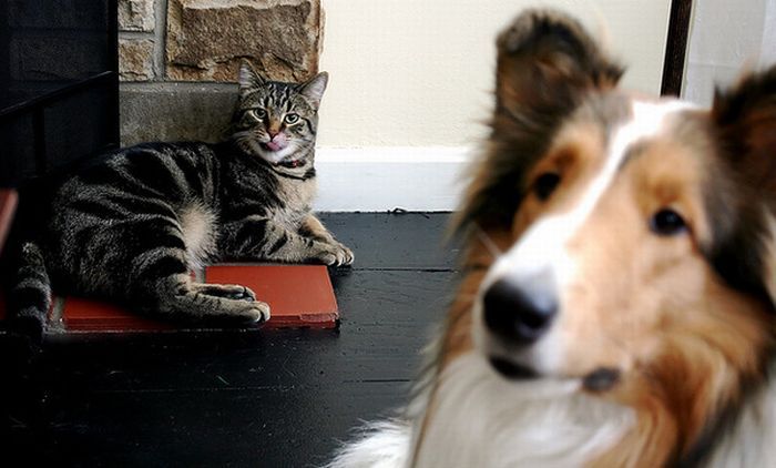 Фотопозитив: кошки и собаки