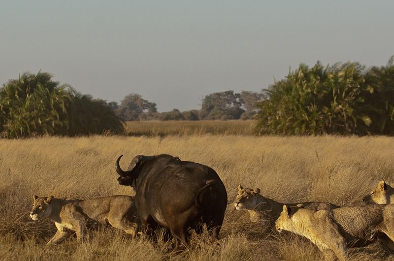 африканские львы на охоте