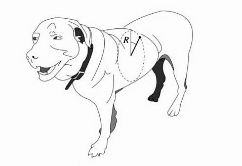 На этой картинке показано, что такое "собака радиуса R". Точнее, можно увидеть, где именно замерялся этот самый радиус (иллюстрация Jaime Bruder).
