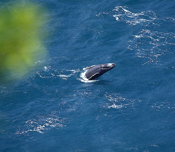 Детёныш горбатого кита резвится у Гавайских островов. (Фото William Dalton.)