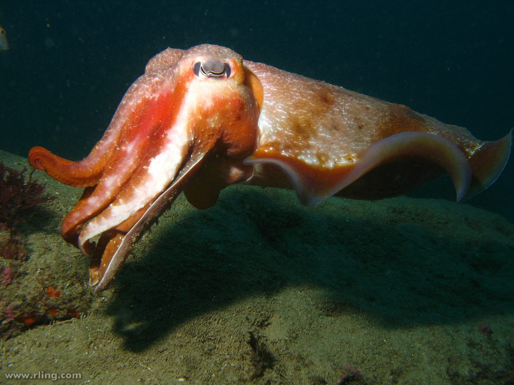 Головоногие моллюски каракатица. Гигантская австралийская каракатица (Sepia Apama). Широкорукая каракатица. Каракатица широкорукая сепия.