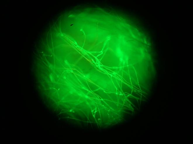 Ученым удалось заставить нити трансгенных шелкопрядов светиться зеленым