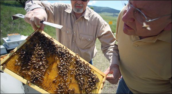 Из-за разлёта умирающих пчёл их было трудно собрать и препарировать, но учёные справились. (Фото Mike Albans / NYT.)