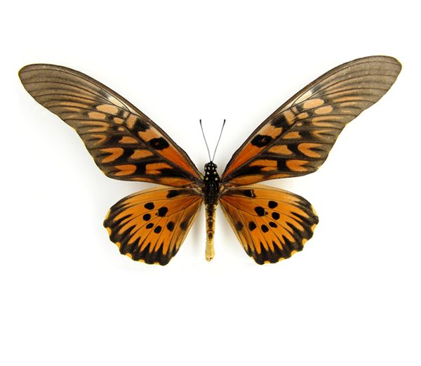 Чешуекрылые, или бабочки