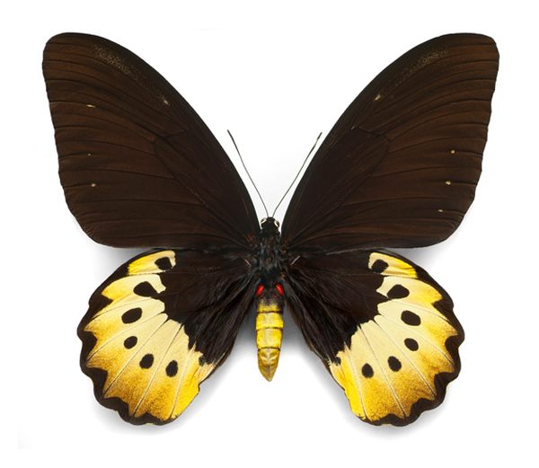 Чешуекрылые, или бабочки