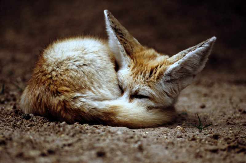 Фенек (лат. Vulpes zerda) — миниатюрная лисица