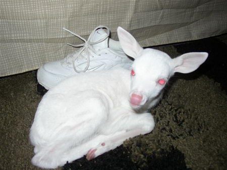 Животные-альбиносы