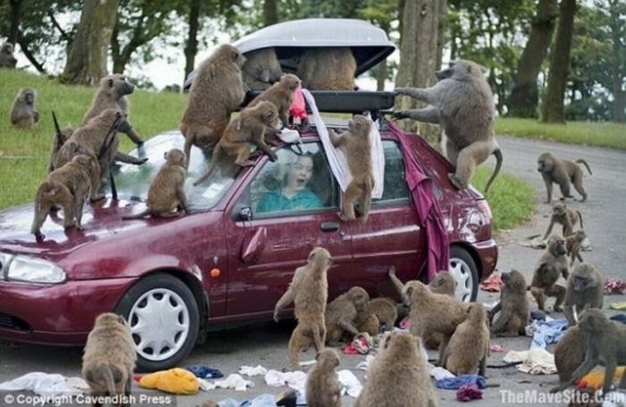 Вот такая техно подборка фотографий, где животные проявляют живой интерес к автомобилям и их содержимому...