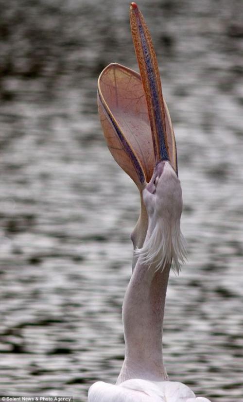 Пеликан проглотил живого голубя