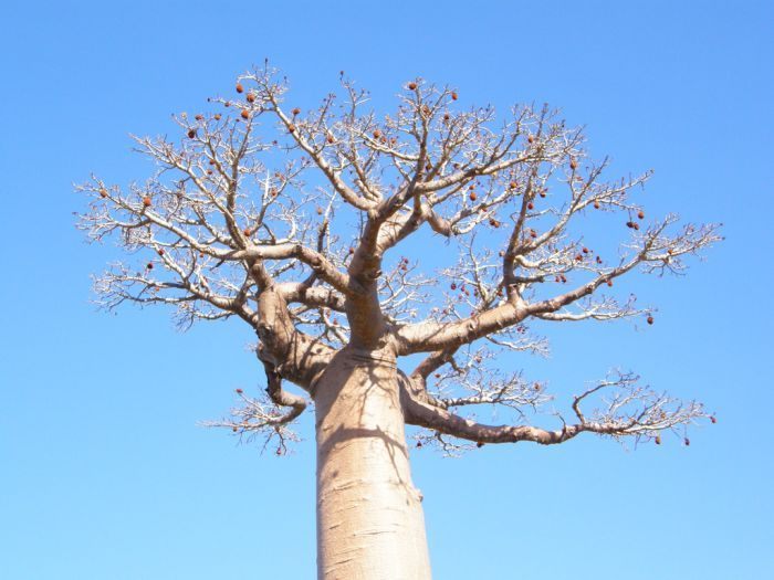 Баобаб, или Адансония пальчатая (Adansonia digitata)